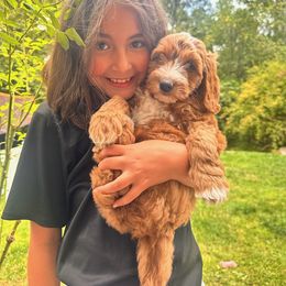 Whitney - Red female Bernedoodle puppy in Washougal, Washington from Sandy Creek Bernedoodles