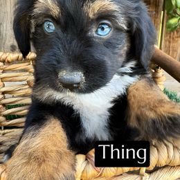 Thing - Black tri-color male Aussiedoodle puppy in Bakersfield, California from Annie's Aussies