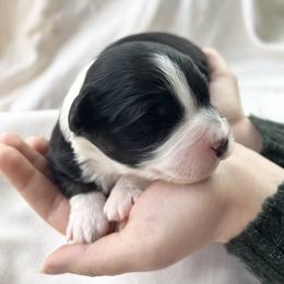 Aussiedoodle Puppies from Mae blossom puppies