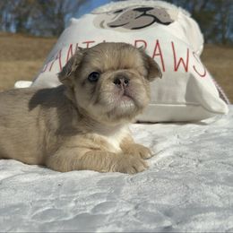 Noel - Fawn female French Bulldog puppy in Loganville, Georgia from Diamond In The Ruff