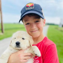 Golden Retriever and Labrador Retriever Puppies from Golden Bundles