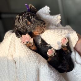 Candy - Tri-color female Bernedoodle puppy in Munster, Indiana from Miranda’s Sunshine Poodles and Doodles