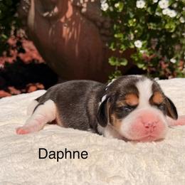 Daphne - Black tan and white female Beagle puppy in Mansfield, Missouri from Rippee Creek Kennel