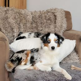 Miniature Australian Shepherd and Toy Australian Shepherd All Grown Up from Panhandle Australian Shepherds