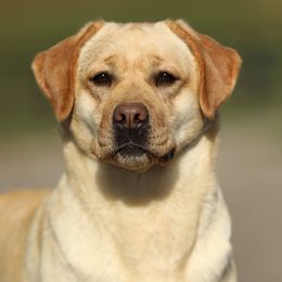 Penny - Labrador Retriever