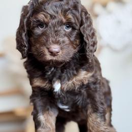Bernedoodle and Goldendoodle Puppies from Sac River GoldenDoodles & BerneDoodles LLC