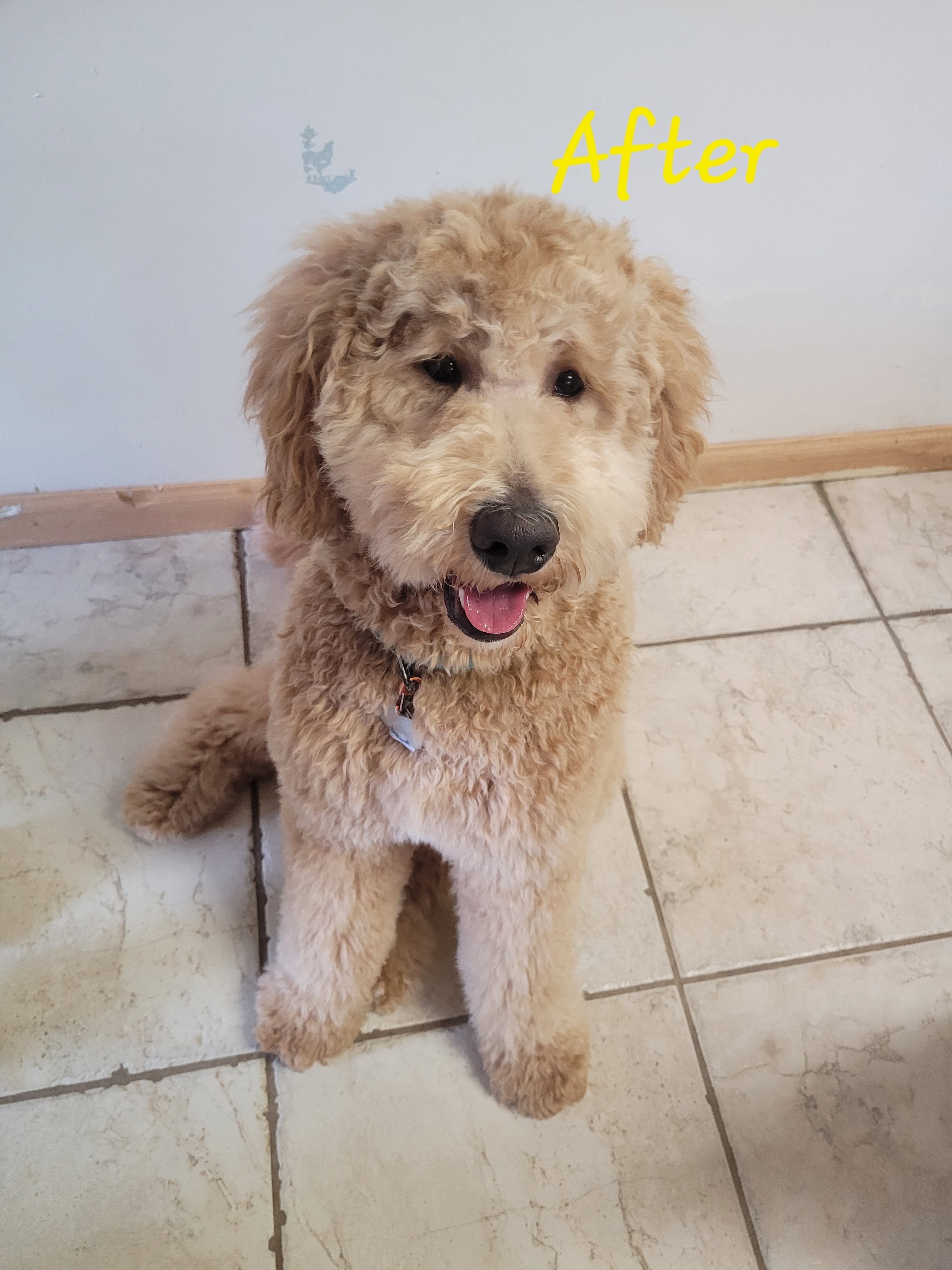 Goldendoodles from Grandpaw's Golden Doodles