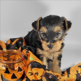 Purple collar girl - Black and tan female Yorkshire Terrier puppy in Jacksonville, Florida from Yorkieology
