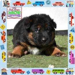 Moe - Black and red male German Shepherd puppy in Murrieta, California from Diamond Oaks German Shepherds