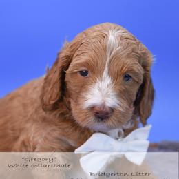 Gregory - white collar - Red male Bernedoodle puppy in Lexington, North Carolina from Deborah’s Doodles