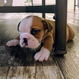 Simon - Red and white male Bulldog puppy in Lake Stevens, Washington from Washington Bulldogs