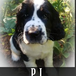 English Springer Spaniel Puppies from TimberVale Springers