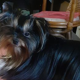 Hannah - Yorkshire Terrier