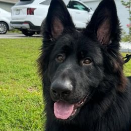 German Shepherds from Anderson Shepherds