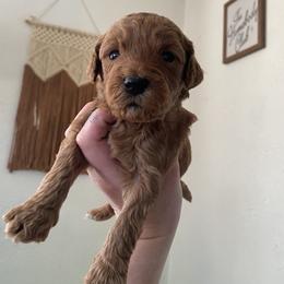 Hershey’s - Goldendoodle puppy from Lola Bear Goldendoodles