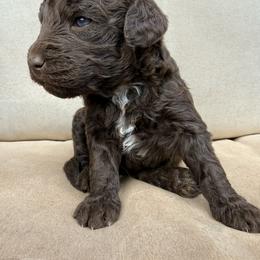 Aussiedoodle and Sarplaninac Puppies from Pesky Redneck Mini Ranch