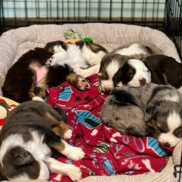 Miniature American Shepherd, Miniature Australian Shepherd, and Toy Australian Shepherd Puppies from Dusty Spring Australian Shepherds