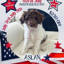 Aslan - White and red male Bordoodle puppy in Valley Center, California from Circle R Valley Bordoodls