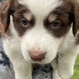 Australian Shepherd Puppies from Sandi’s Australian Shepherds