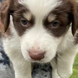 Australian Shepherd Puppies from Sandi’s Australian Shepherds