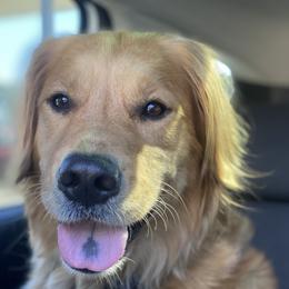 Bernese Mountain Dogs and Golden Retrievers from J & J Meadows