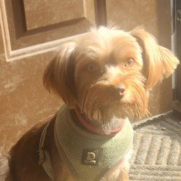 Coco - Yorkshire Terrier