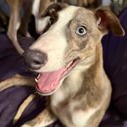 Pharaoh - Blue brindle and white male Greyhound puppy in Florida from Running to Stand Still (RTSS)