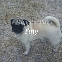 Tiny - Pug