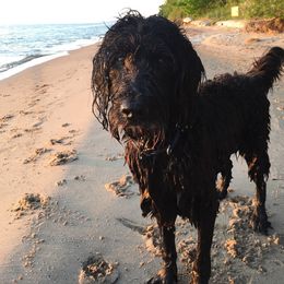 Goldendoodle, Poodle, and Sheepadoodle All Grown Up from Brewer's Goldendoodles & Sheepadoodles