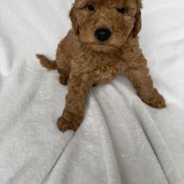 Goldendoodle and Maltipoo Puppies from DoodlesofNW