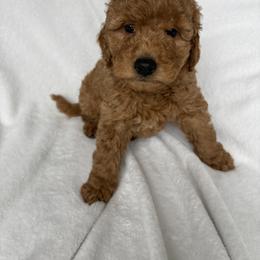 Goldendoodle and Maltipoo Puppies from DoodlesofNW
