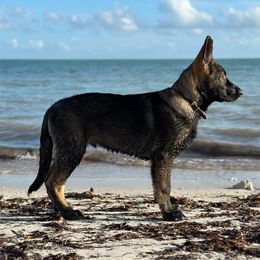 German Shepherd Puppies from Key Star German Shepherds
