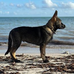 German Shepherd Puppies from Key Star German Shepherds