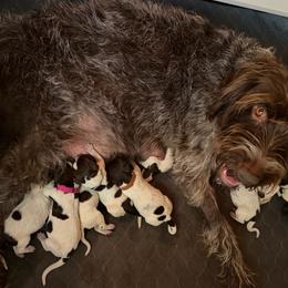 Scout - Brown and gray male Wirehaired Pointing Griffon puppy in California from Rocking S Griffons