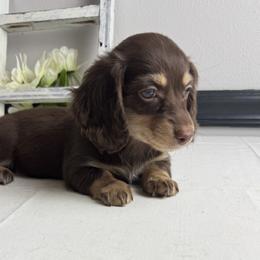 Heidi - Chocolate and cream female Dachshund puppy in Gilbertsville, Kentucky from DeLaunes Dachshunds