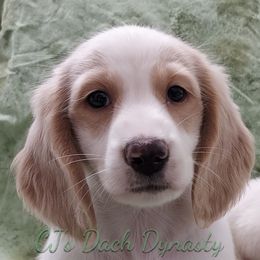 Big Brother 3500 - Cream male Dachshund puppy in Gatesville, Texas from CJ's Dach Dynasty