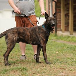 Dutch Shepherd puppies from Torgun Police Dogs