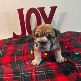 Peter - Red and white male Bulldog puppy in Lakeland, Florida from Fur Love And Puppies