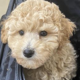 Assorted Doodle Crosses, Cotons de Tulear, Miniature Schnauzers, Poodles, and Schnoodles from A Bundle of Love