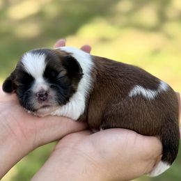 Shih Tzu puppies from Shih Tzus To Love