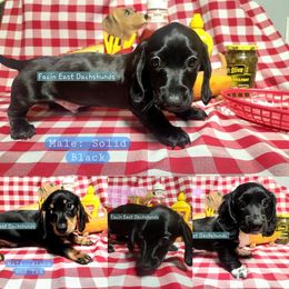 Dachshund puppies from Facin East Dachshunds