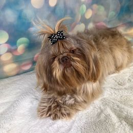 DeeDee - Shih Tzu