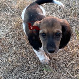 Nami - Piebald female Dachshund puppy in Seguin, Texas from Good Neighbor Ranch Dachshunds