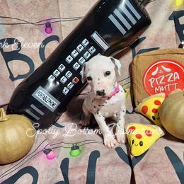 Dalmatian Puppies from Spotty Bottom Dalmatians