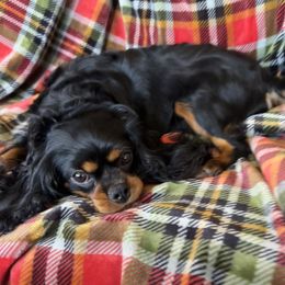 Minnie - Cavalier King Charles Spaniel