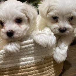 Maltese Puppies from Susan's Maltese