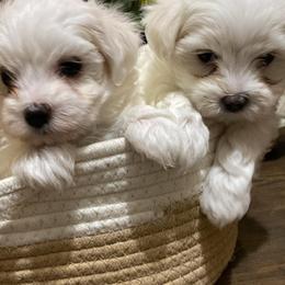 Maltese Puppies from Susan's Maltese