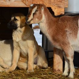 Anatolian Shepherd Dog Puppies from Wanyama Ranch Anatolians