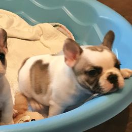 French Bulldog Puppies from BigStar French Bulldogs