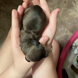 Dachshund All Grown Up from Half Pint Doxies